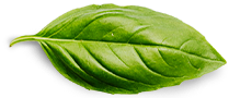 關於 1 basil leaf